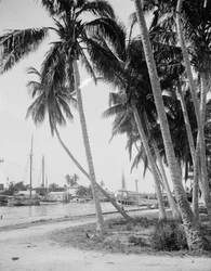 Coconut Trees Along the Docks, Miami, Florida
